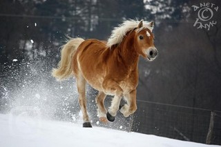 Haflinger